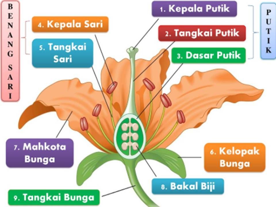 bagian fungsinya lengkap beserta bagiannya kamboja mawar imgv2 dicari banyak fungsi penyerbukan beginilah