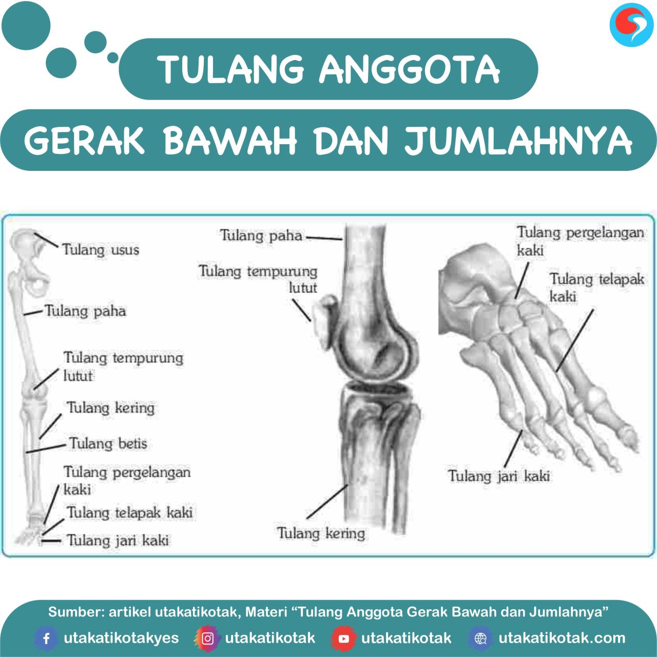 extremitas rangka gerak anggota tungkai kerangka