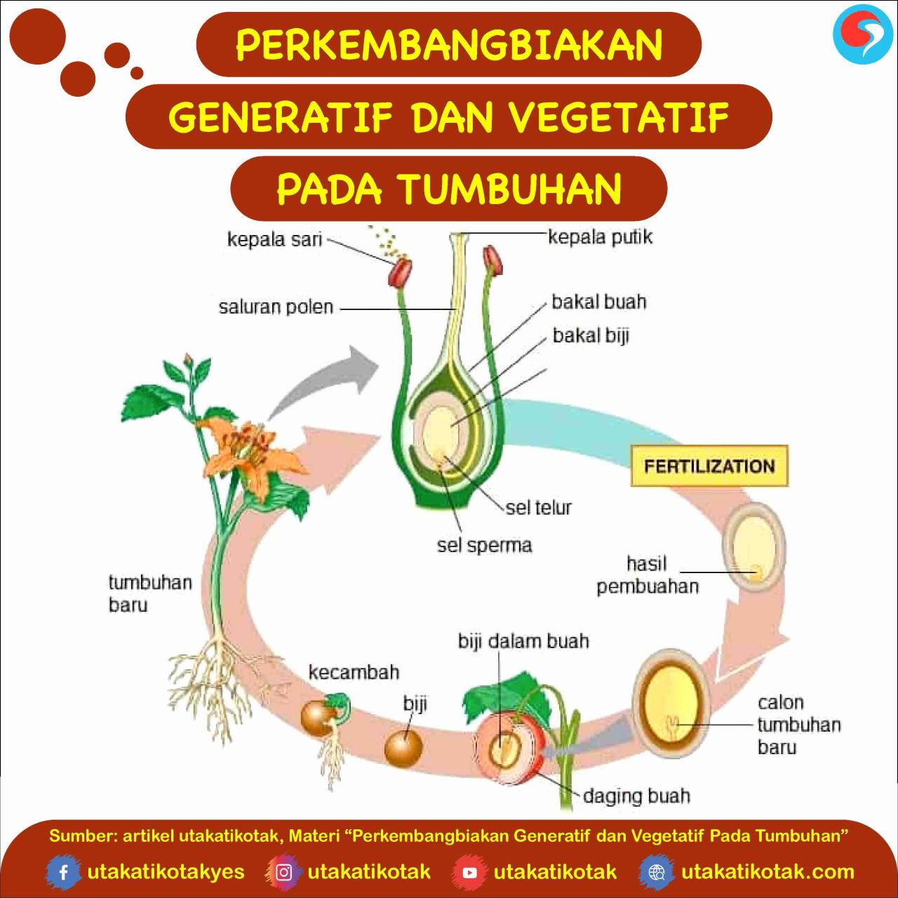 tumbuhan generatif perkembangbiakan proses alat pengertian bagian sepatu contohnya lengkap ciri mawar angiospermae tanaman ilmu