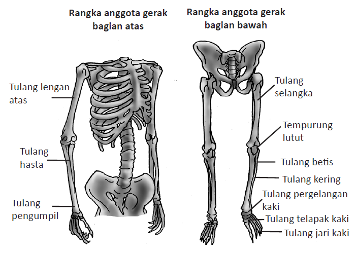 extremitas rangka gerak anggota tungkai kerangka