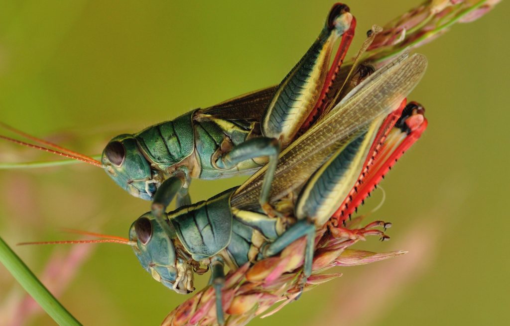 jangkrik berkembang biak dengan cara