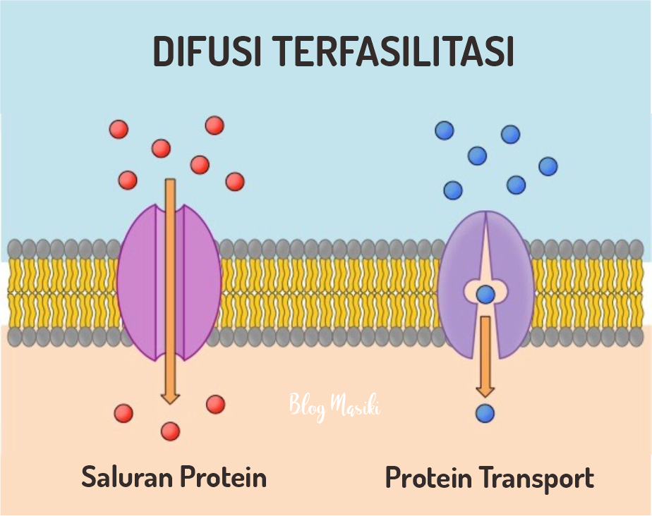 difusi sederhana dan difusi terfasilitasi terbaru