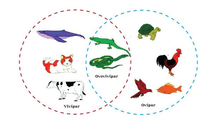 ovovivipar hewan ovipar vivipar contohnya pengertian ciri sekolahan