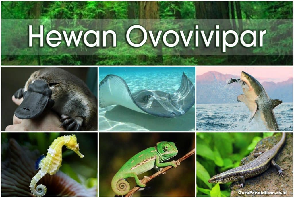 contoh hewan ovipar vivipar ovovivipar