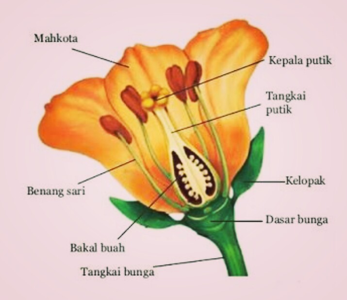 fungsinya bagiannya beserta sketsa penjelasan fungsi terbaru gambarnya daun serta kelopak informazone