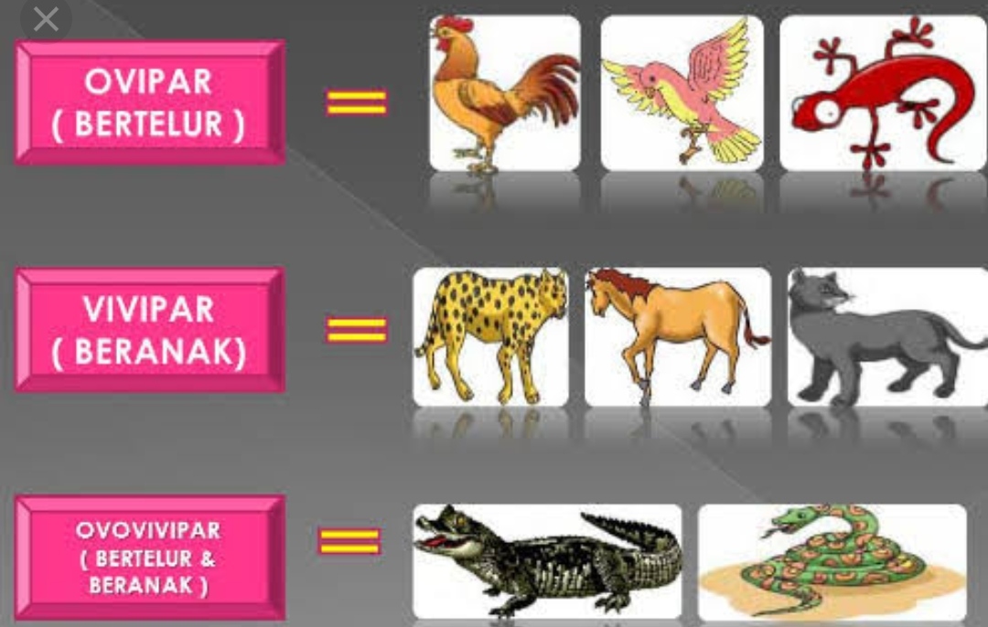 contoh hewan ovipar vivipar ovovivipar terbaru