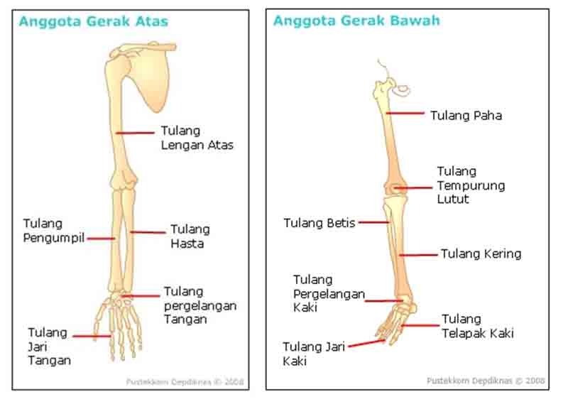 anggota gerak bawah manusia adalah