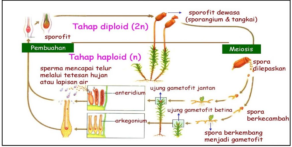 generasi gametofit pada lumut adalah terbaru