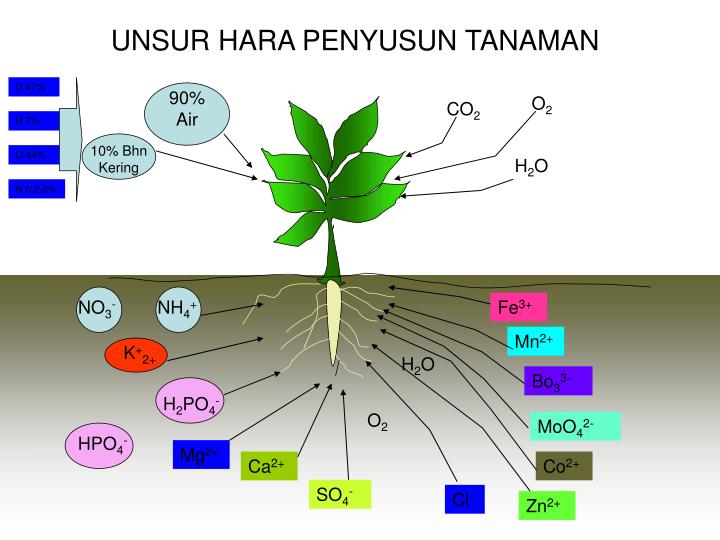 unsur hara makro dan mikro terbaru