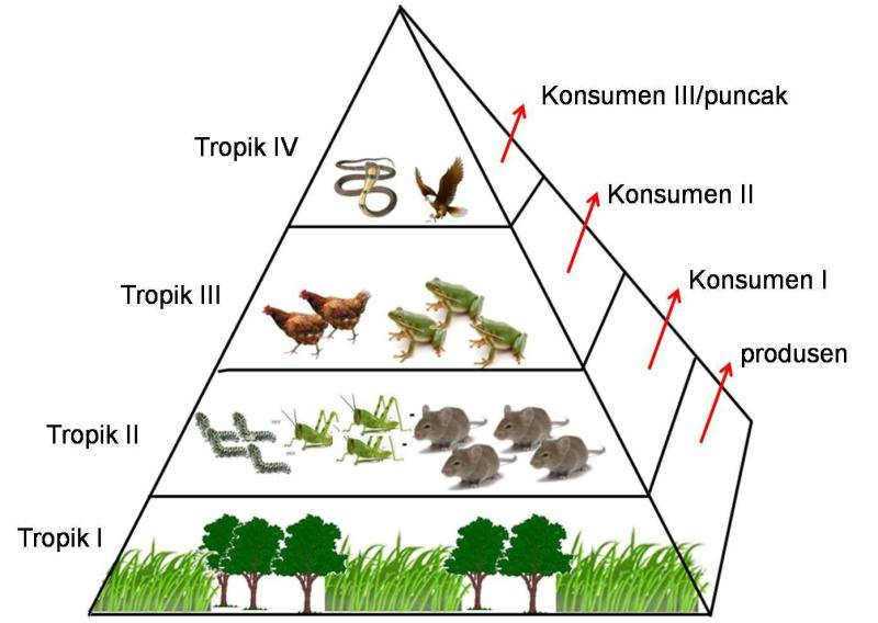 lingkungan biotik merupakan lingkungan yang