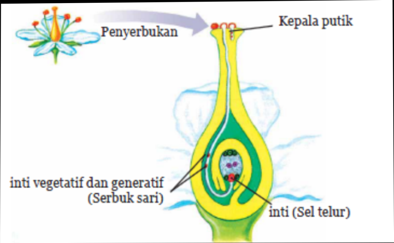 bunga berkembang biak dengan cara terbaru