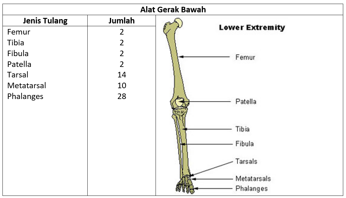 tulang gerak anggota manusia penyusun kaki rangka lengan kerangka pelajaran beserta tungkai bone kelas extremitas kering ipa inferior bagian authors