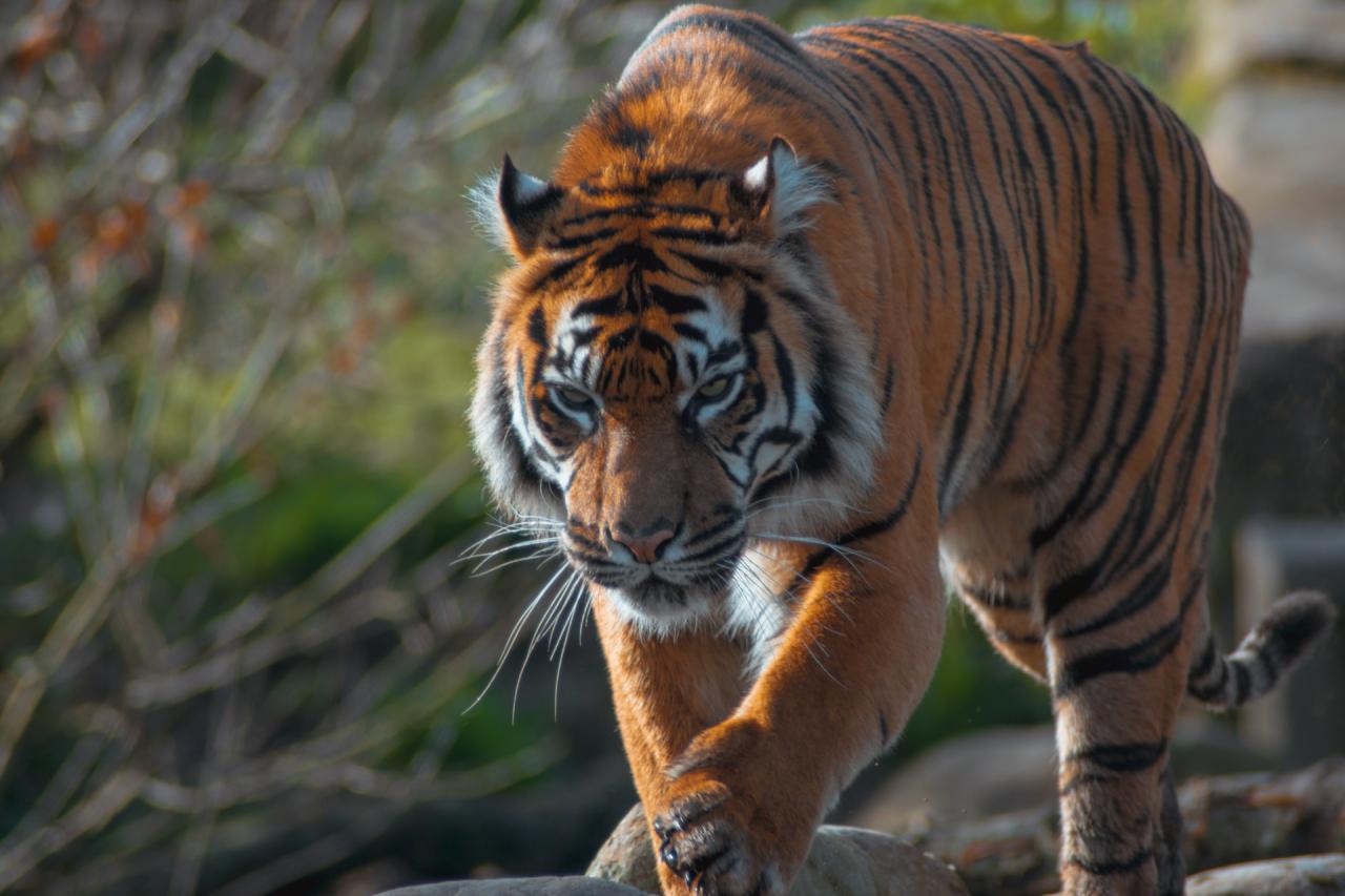 mimpi dikejar harimau tapi selamat