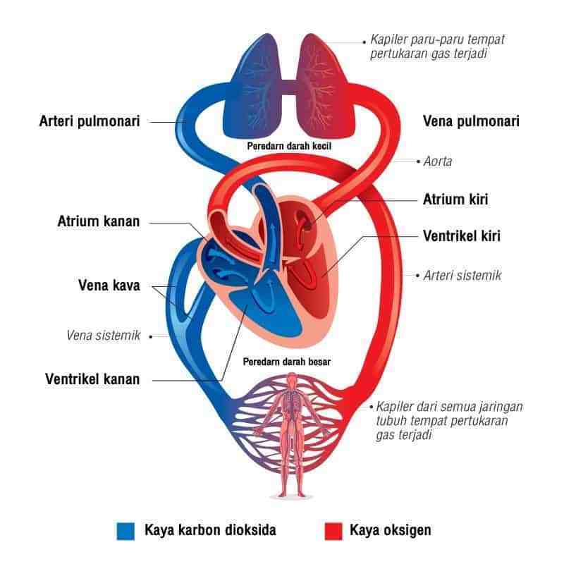 gambar urutan peredaran darah kecil