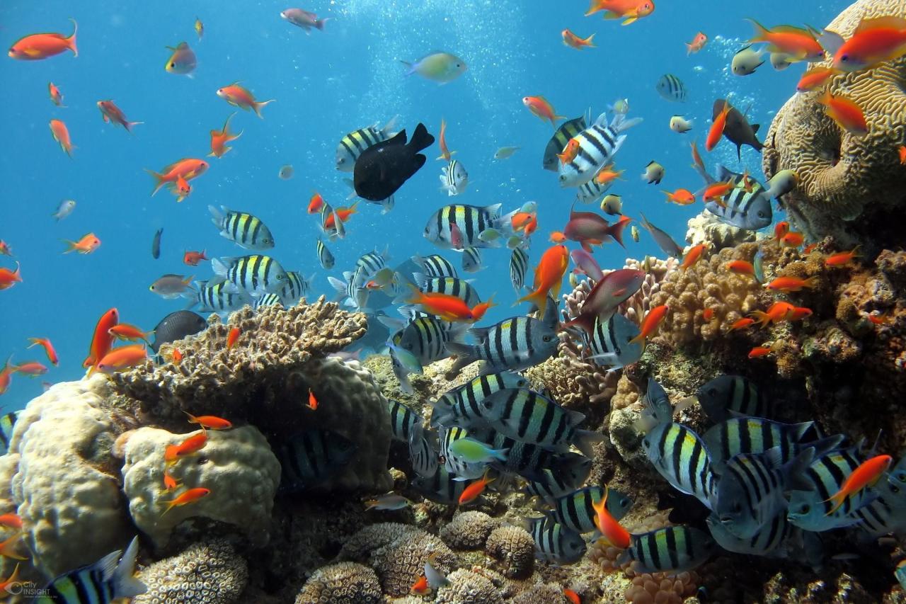 ikan jenis macam tawar laut lele sketsa dikonsumsi garlerisket bahasa freewaremini tren gaya galerisket frewaremini terbaik gemari hias belang