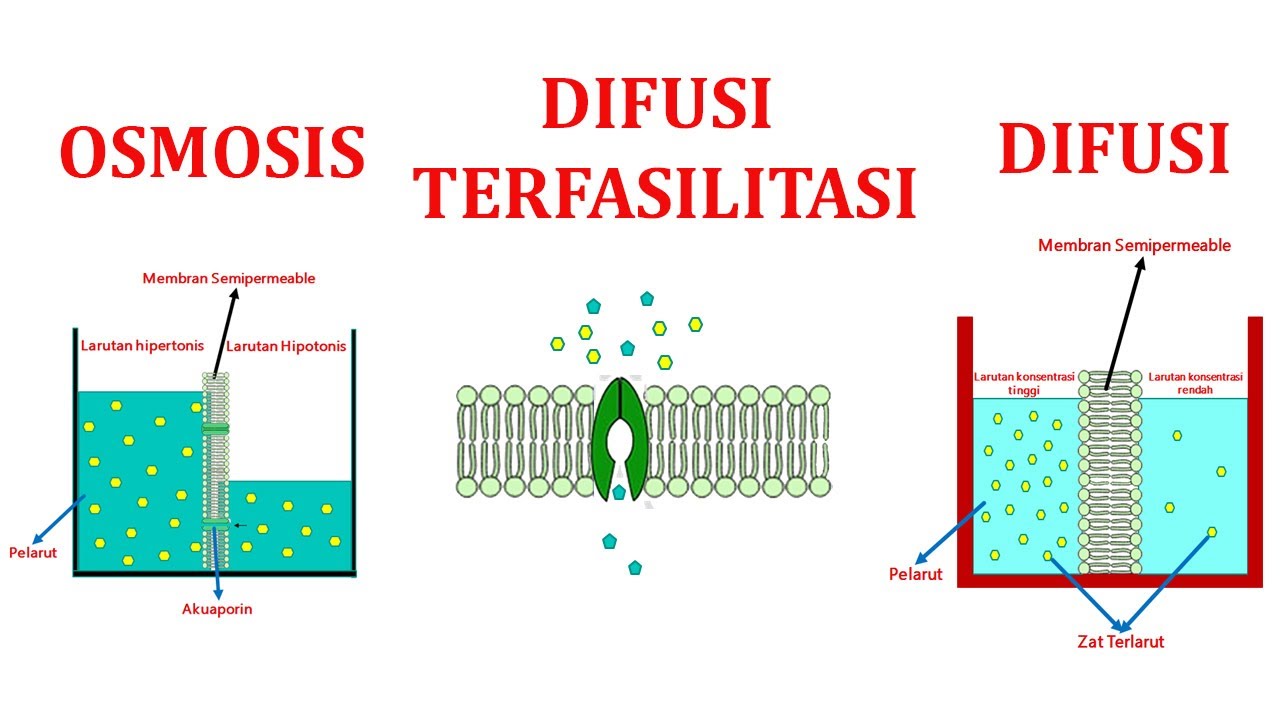 difusi sederhana dan difusi terfasilitasi