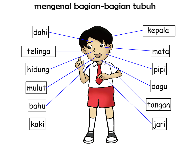 gambar anggota tubuh dan fungsinya terbaru