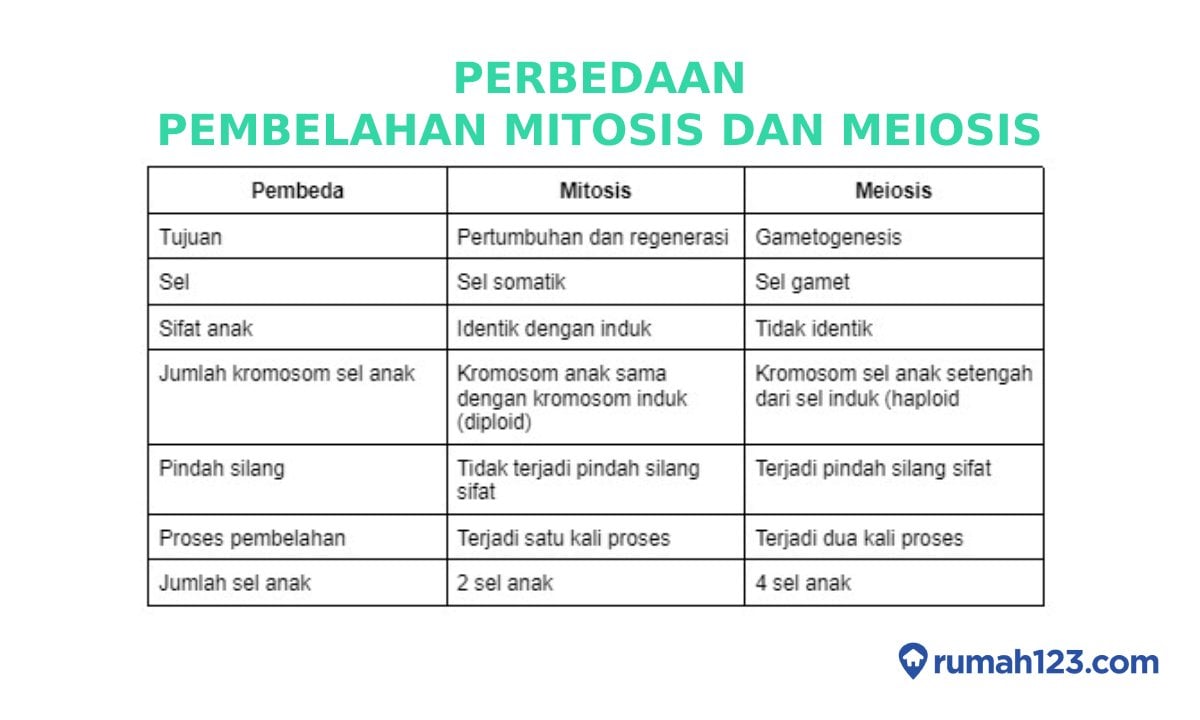 mitosis meiosis perbedaan jumlah anakan pembelahan tabel sel